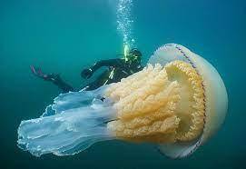 Jellyfish 'monster'.