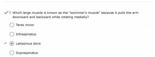 Which large muscle is known as the swimmer's muscle because it pulls the arm downward and backwar