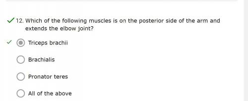Which of the following muscles is on the posterior side of the arm and extends the elbow joint?
