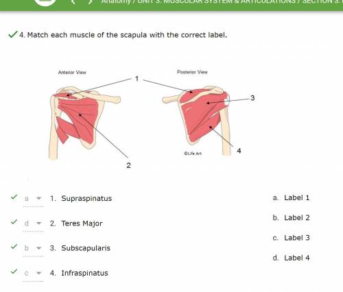 Match each muscle of the scapula with the correct label.