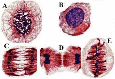 Need immediate help, 1. Name the phase for each cell that is pictured (A-E).

2. Then, give eviden
