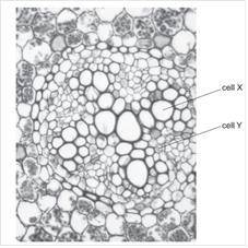 The photomicrograph shows part of a section through a root.

The contents of cell X and the conten
