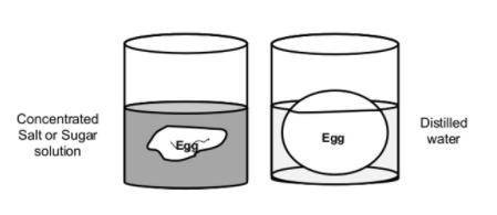 In an experiment over osmosis, animal egg cells were placed into different solutions. Water was obs