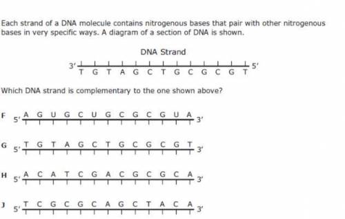 Which DNA strand is complementary to the one shown above