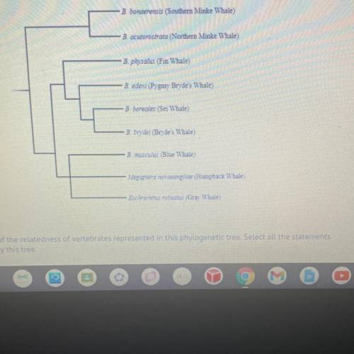 Examine the image of the relatedness of vertebrates represented in this phylogenetic tree. Select a