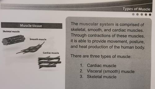 True or False: Cardiac muscle is also known as smooth muscle.