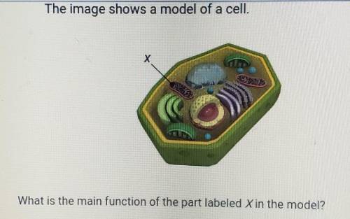 PLS HELP! Worth 15 points! A. To store food and other materials inside the cell B. To hold and prot