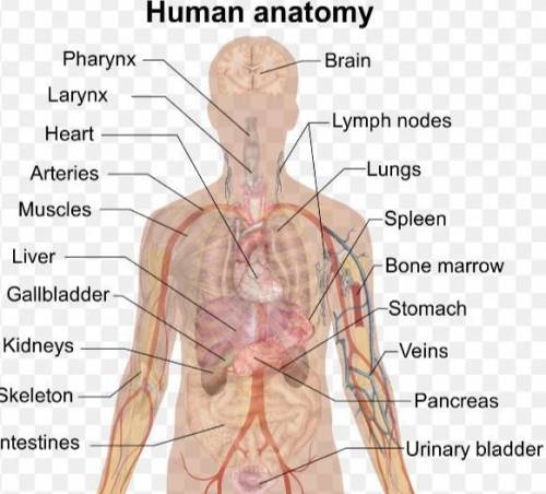 Help if you want to be my friend

Can you label it on the picture
all 10 human anatomy/system areas