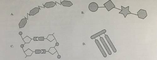 Which figure below depicts the structure of DNA?