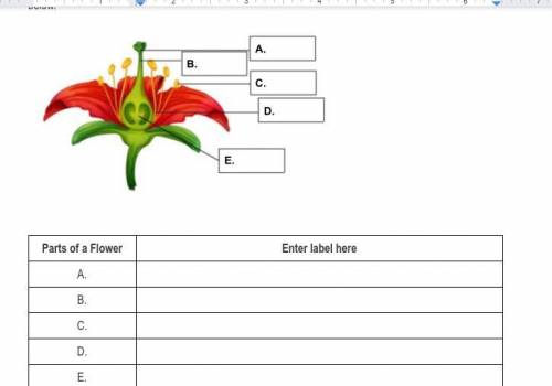 Please help me I cant remember the parts of the flower and I really need help.