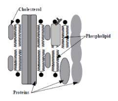 The drawing below illustrates a small portion of the molecules that make up a cell membrane. The ph