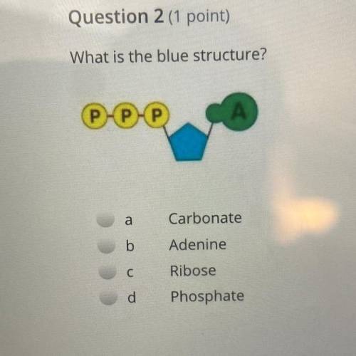 What is the blue structure