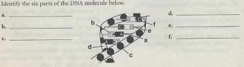 Identify the six parts of the DNA molecule.