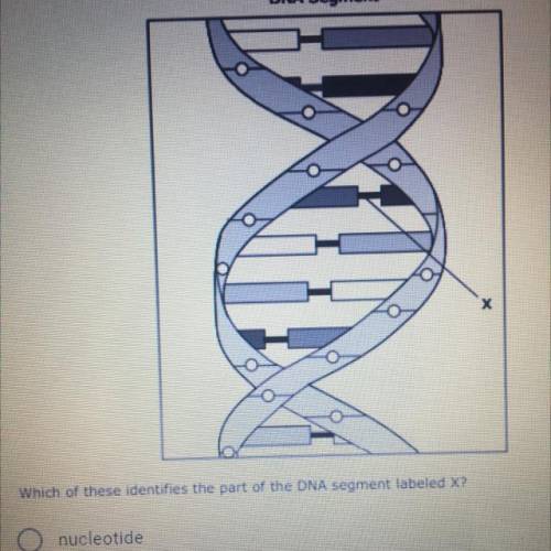 A segment of DNA is shown in the diagram. Which of these identifies the part of the DNA segment lab