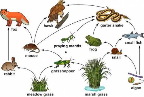 100 points! Which of these is a carnivore according to the food web?

Choose the correct answer.