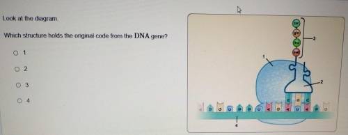 Look at the diagram Which structure holds the original code from the DNA gene?