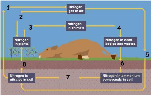 3. The diagram below shows part of Nitrogen Cycle. Which number(s) show denitrification?