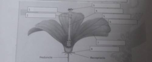 Learning Task 2: We call plants that bear flowers as flowering plants. Flowers serve as the source