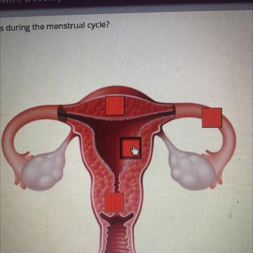 Which part of the female reproductive system sheds during the menstrual cycle?