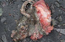 IM SORRY IM SORRY , i was dared to post something weird...

this is what a rooten dead rat looks l