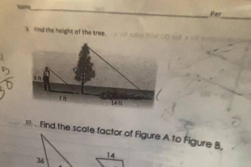 Find the height of the tree