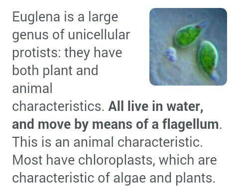 What are the features that make euglena both plant and animal like unicellular organisms?