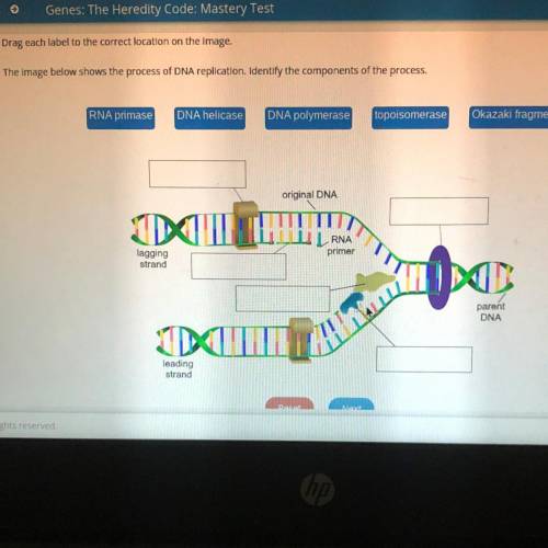 Drag each label to the correct location on the image.

The image below shows the process of DNA re