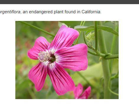 This plant is Malva assurgentiflora, an endangered plant found in California. The flower of a Malva