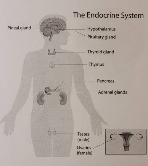 Match each part of the endocrine system with the correct label.