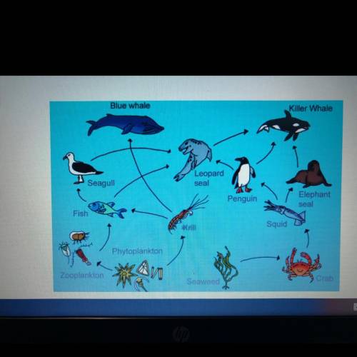 Looking at the aquatic food web below, where is energy starting in the food web

A. Seagull, pengu