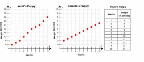 Does the data for Amit’s puppy show a function? Why or why not?
