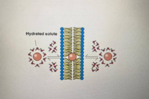 The picture shows the transfer of a molecule across the cell membrane. Which mode of transport is s