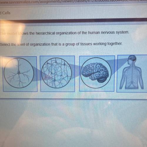 The model shows the hierarchical organization of the human nervous system.

Select the level of or