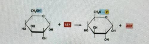 is the chemical reaction below A. Kinase B. mutase C. dehydrogenase D. isomerase E. none of the abo