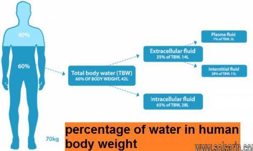 How much percentage of water does the human body have?