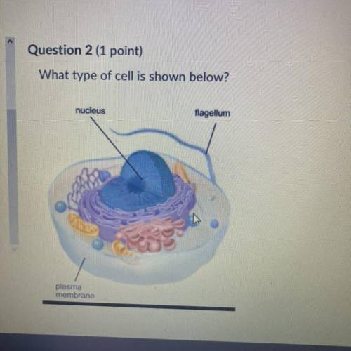 What type of cell is shown below?
Plant cell,egg cell,eukaryotic cell,prokaryotic cells?