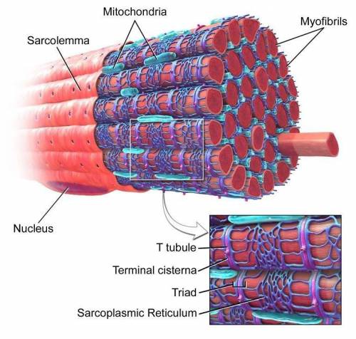 Muscle cell labelled diagram