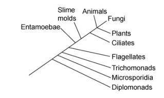 The diagram shows groups of different organisms.

Which organisms from the diagram can form a clad