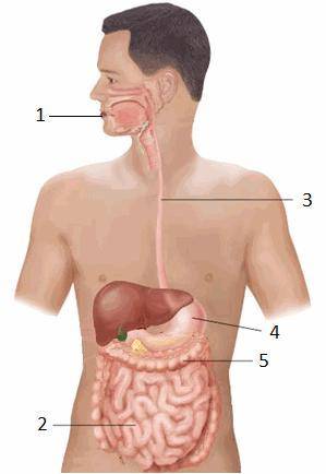 Question: the diagram below shows the major parts of the digestive system.

what part of the diges