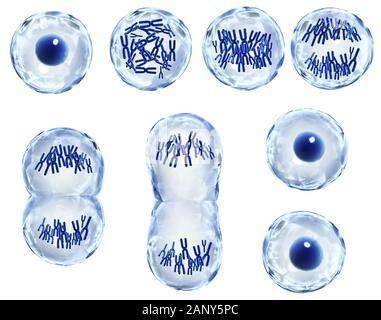 Here is a picture of the phases of Mitosis. Label each phase.