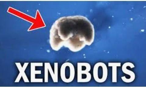 How xenobots ( robots ) reproduce ?