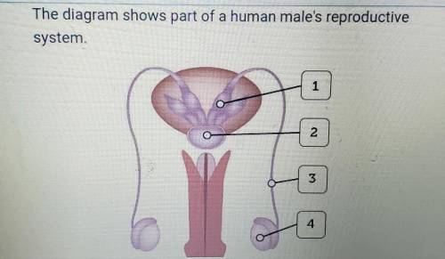 Which structure is labeled 4 in the diagram? A. Vas deferens B. Ovary C. Testis D. Fallopian tube