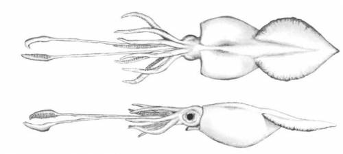 A colossal squid is considered by many scientists to be the largest invertebrate on Earth. A male c