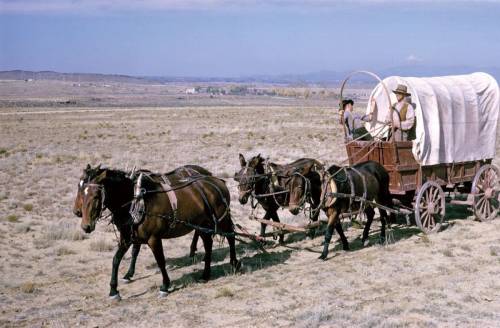 What type of vehicle was used to carry settlers and material along the Oregon Trail?

A.Conestoga W