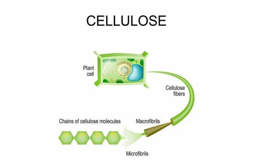 Which statement about cellulose is true

A.) it’s a synthetic polymer
B.) it’s a raw material used
