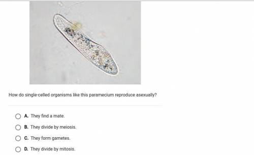 The photo shows a single-cell organism called a paramecium. How do single-celled organisms like thi