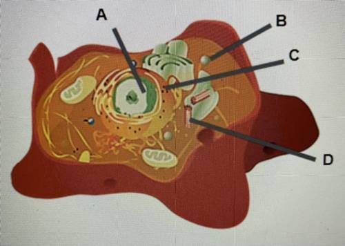 Identify organelles in an animal cell.

Answers;
Label A- Nucleus
Label B- Lysosome
Label C- Ribos