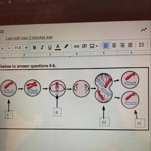 Þ. Which statement best explains why the mitosis model on the previous page is incomplete in regard