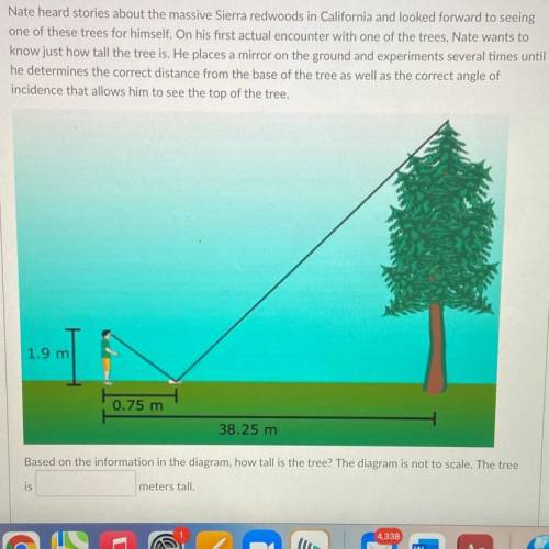 How many meters tall is the tree?