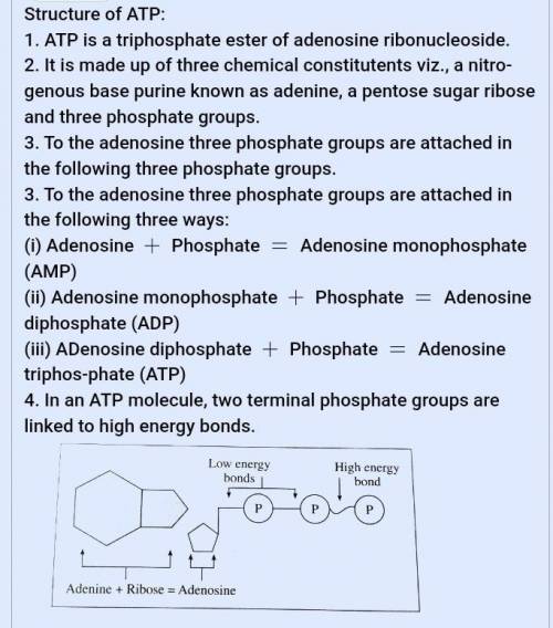 Draw the structure of ATP molecule and explain how it is formed